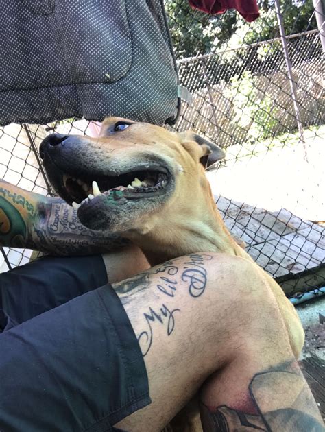 Pit Bull Chained In Yard His Whole Life Is Learning To Trust People The Dodo