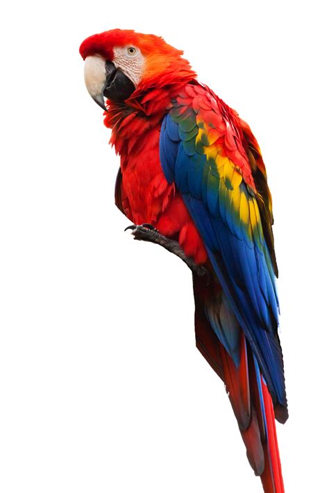 Parrot Red Blue Free Photo On Pixabay