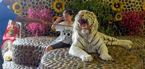 The Multiple Dangers Of Privately Owning Tigers And Other Big Cats