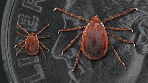 Longhorned Tick Discovered In Northern Missouri For First Time Mu