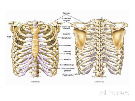 The costotransverse ligaments in human: Illustration of the Thoracic (Chest and Back) Skeletal ...