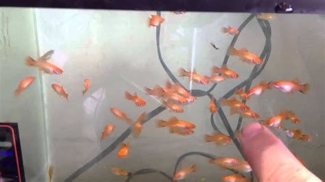 Swordtail Fish Fry Care How To Care For Baby Swordtails Aquarialy