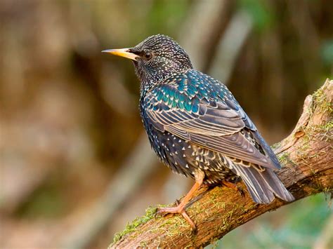19 Common British Birds In Your Garden Lovethegarden Common British