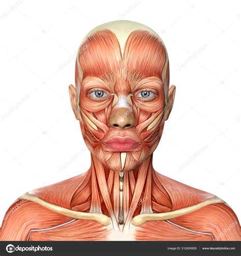 Download 3d Illustration Of Female Head Muscles Anatomy — Stock Image