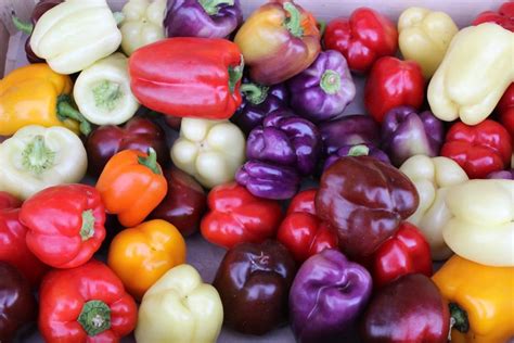 Rainbow Mix Bell Pepper Seeds — San Diego Seed Company