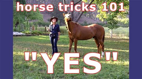 Horse Tricks 101 Yes Trigger Showing The Simple Horse Trick Yes
