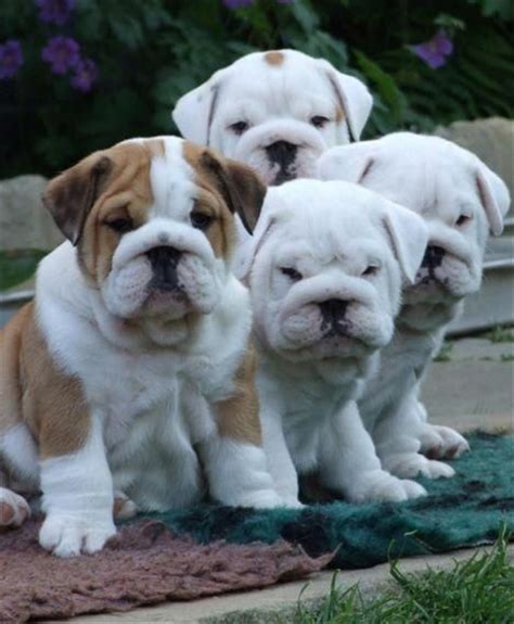 Make sure you take them to a vet at regular intervals to get their development checked english bulldogs are not the most active dogs, but they do still require their daily walks. 30+ Cute Bulldog Puppies You Wanna Take Home | FallinPets