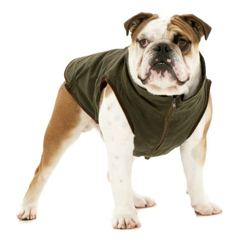 Windsor Jacket For Bulldog Dogissimo