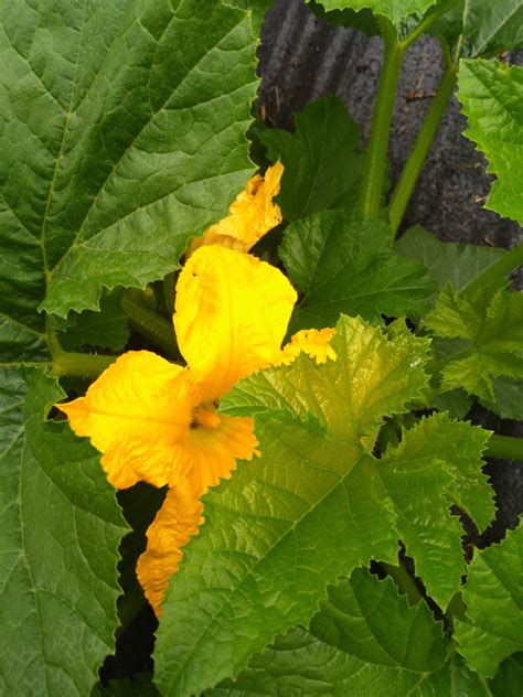 This Beautiful Zucchini Flower And The Translucent Leaf Above It R