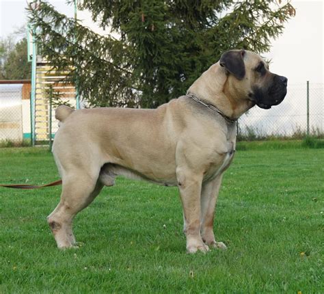 Call or what's app let talk. Mix Breed Of Rottweiler And Boerboel