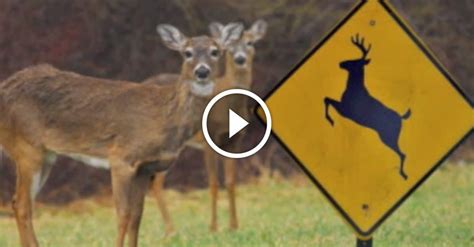 Woman Thinks Deer Can Read Demands Deer Crossing Signs Be