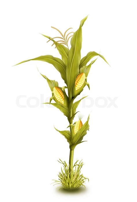 Illustrated Corn Stalk Isolated Stock Image Colourbox
