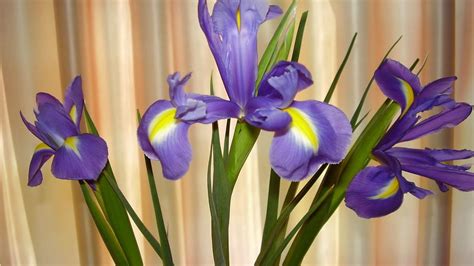 Wallpaper Irises Flowers Shade Green Hd Picture Image