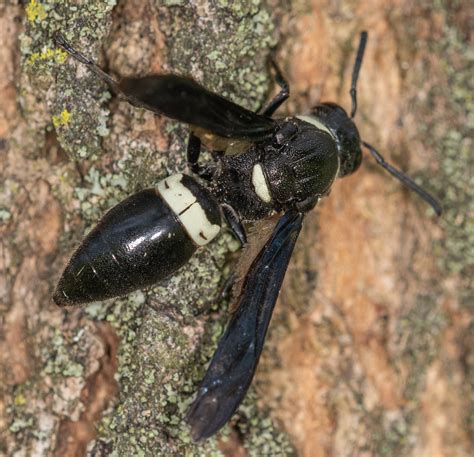 Maryland Biodiversity Project Four Toothed Mason Wasp Monobia