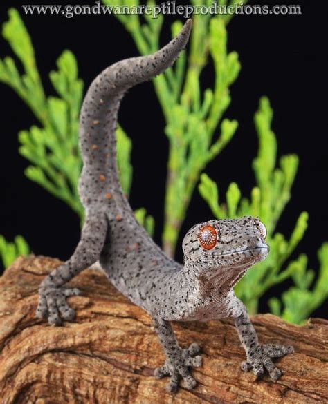 Spiny Tailed Gecko Strophurus Krysalis Australia Cute Reptiles