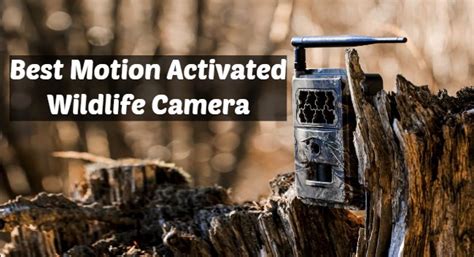 What Is The Best Motion Activated Wildlife Camera