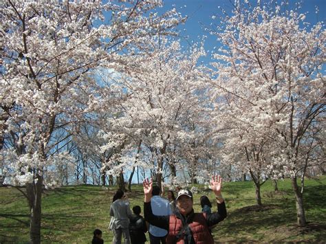 Cherry Blossom Festival At Branch Brook Park Touristang Pobre