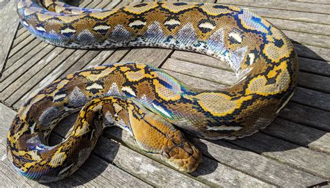 Tambolongan Locality Female Reticulated Python Fired Up Rsnakes