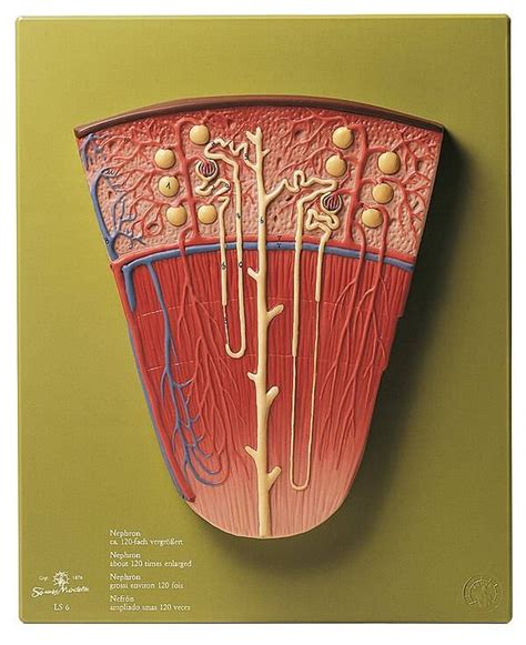 Somso Enlarged Nephron Anatomy Model