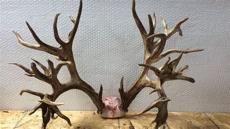 Potential World Record Deer Antlers Could Be Worth 100000