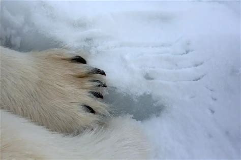 Polar Bear Claws How Long Are Polar Bear Claws •
