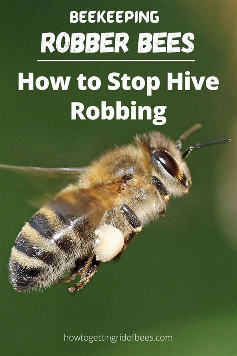 About Robber Bees And How To Stop Hive Robbing In 2023 Bee Keeping Bee