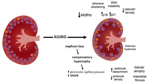 Frontiers Glomerular Filtration In The Aging Population