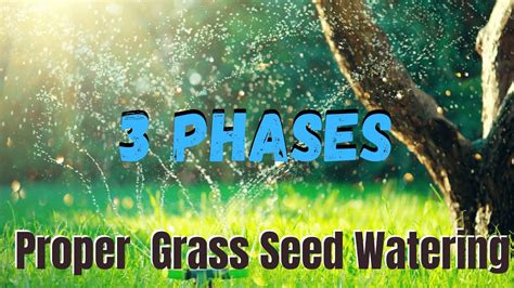 3 Phases To Watering New Grass Seeds How To Do It Properly Youtube