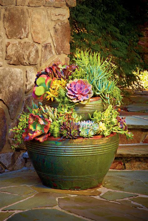 Succulent Container Gardens That Still Look Good Even If