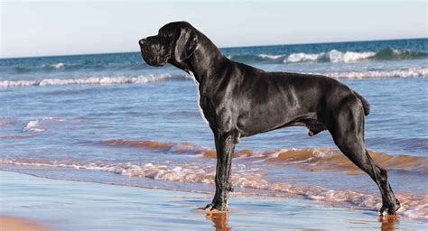 Great Dane Names 250 Ideas Worthy Of The Biggest Breed