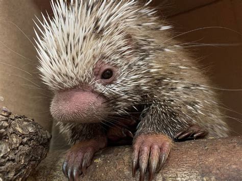 Meet Shelley Disneys Animal Kingdoms New Super Cute Baby Porcupine