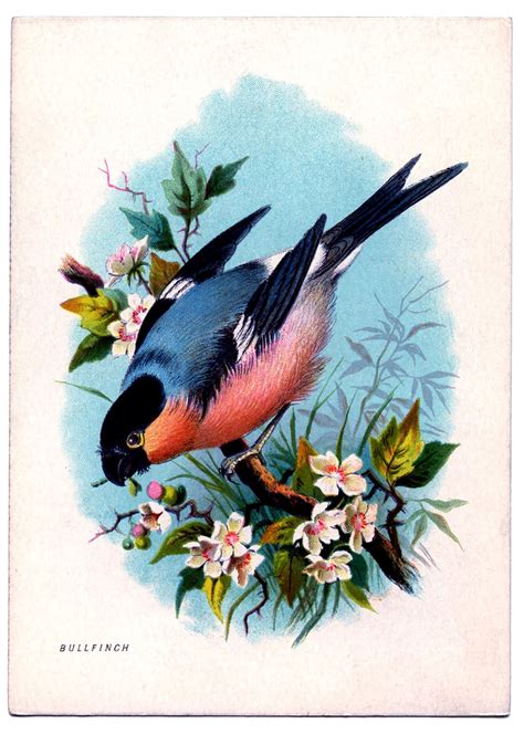 Vintage Bird Posters Png