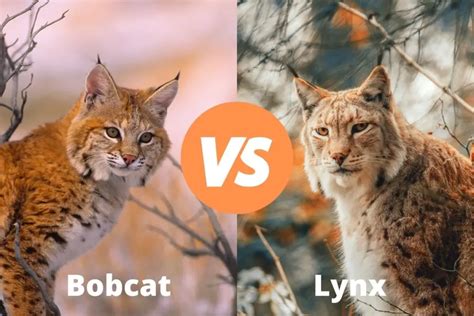 Bobcat Vs Lynx Know The Difference Assorted Animals