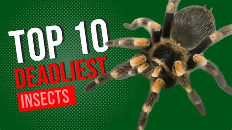 Top 10 Deadliest Insects In The World Natures Most Dangerous Bugs
