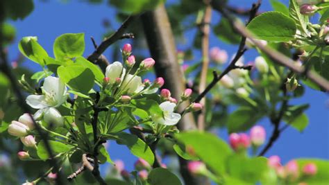 Apple Tree Buds In Spring Stock Footage Video 2463041 Shutterstock