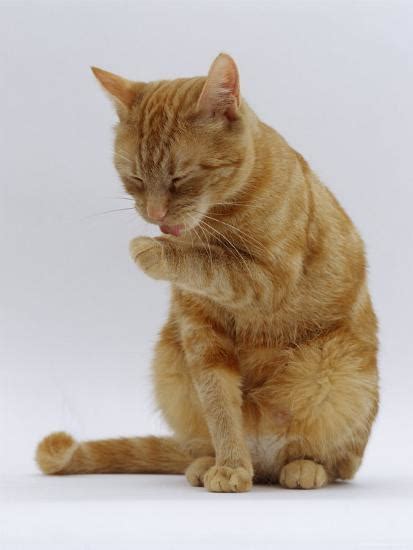 Domestic Cat Ginger Tabby Female Sitting Licking Front Paw