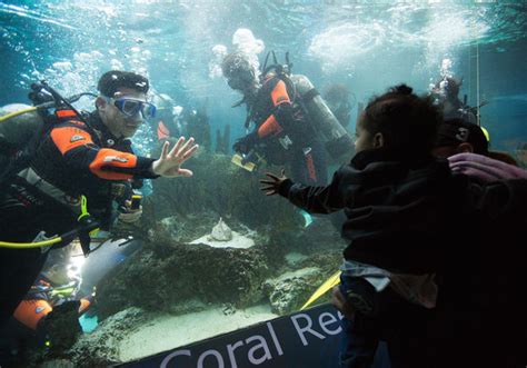 Scuba Diving In Brooklyn The New York Times