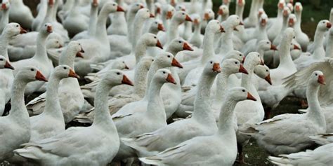 Es decir, la gripe aviar que transmite el virus h10n3 no tiene la capacidad de infectar de manera según la nhc, por el momento no se ha detectado ningún otro caso de infección por gripe aviar. Francia sacrificará más de 200.000 patos para frenar brote de gripe aviar