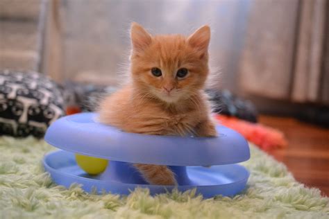 How To Prepare For A Kitten Cat Adoption Team