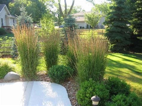 Karl Foerster Grasses Yard Pinterest Patio Privacy Screens And