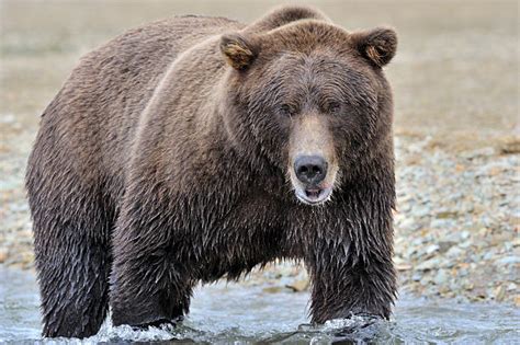 Best Kodiak Brown Bear Stock Photos Pictures And Royalty Free Images