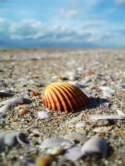 Free Images Beach Sand Rock Fauna Material Shell Invertebrate