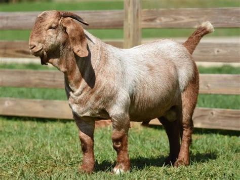 Safehaven Boer Goats Boer Goats Boer Bucks