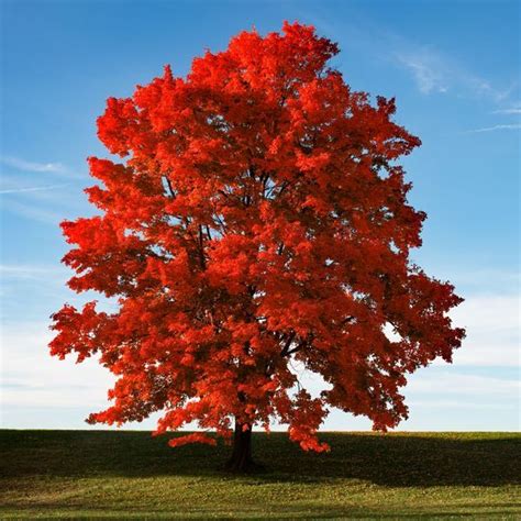 Brandywine Red Maple - Acer rubrum - Courville Nurseries