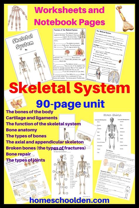 Skeletal System Unit Skeletal System Activities Skeletal System