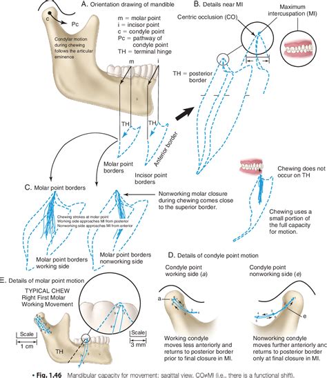 Figure 12 From Clinical Significance Of Dental Anatomy Histology