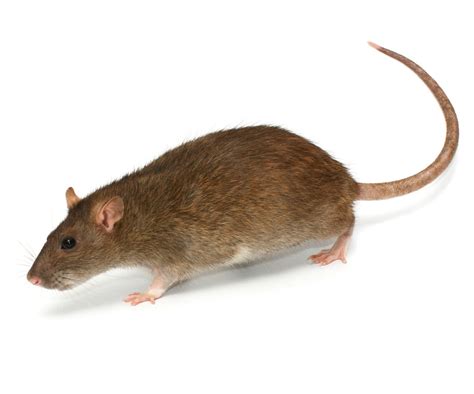 Norway Rat Miller Pest Control