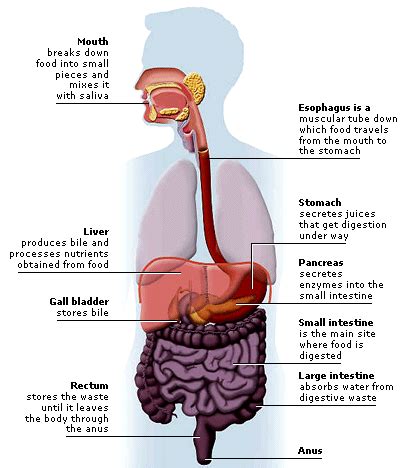Different parts of the digestive system are also regulated together, depending on the progression of food through the gi tract. DIGESTIVE SYSTEM