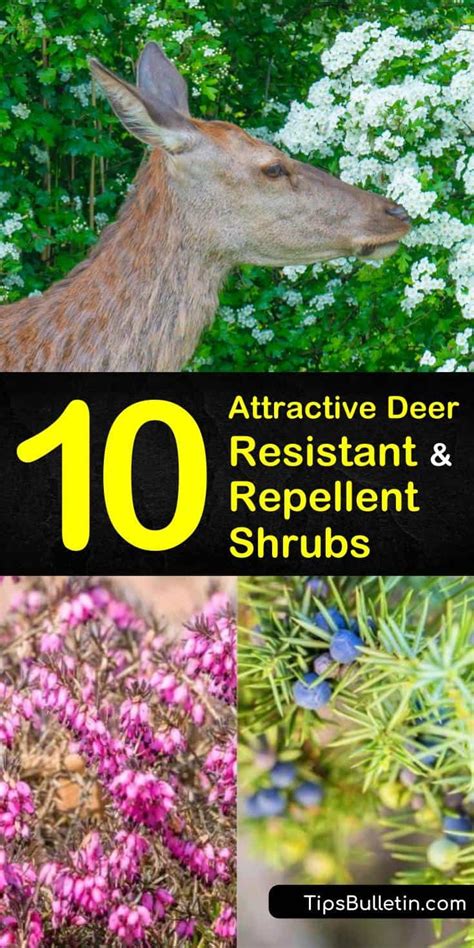 10 Attractive Deer Resistant And Repellent Shrubs Deer Resistant