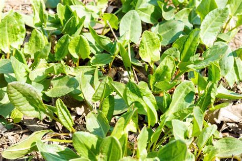 Healthy Organic Baby Spinach Growing In The Garden Stock Photo Image